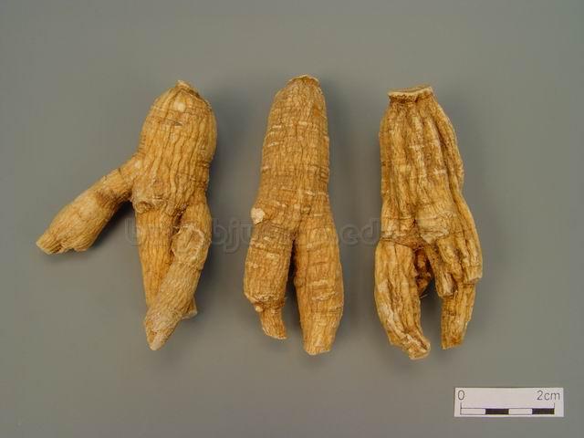  西洋参/西洋人参/洋参/西参/花旗参/广东人参/Radix Quinquefolii/Panax quinquefolium L./西洋参片 