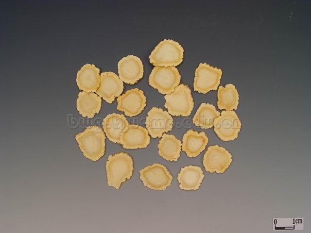  西洋参/西洋人参/洋参/西参/花旗参/广东人参/Radix Quinquefolii/Panax quinquefolium L./西洋参片 