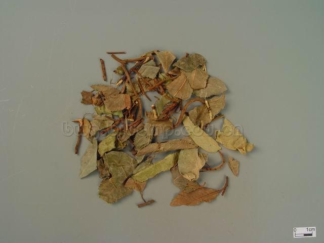  紫金牛/平地木/叶下红/千年不大/地茶/紫金牛/Herba Ardisiae/Ardisia japonica (Hornsted) Blume/矮地茶 