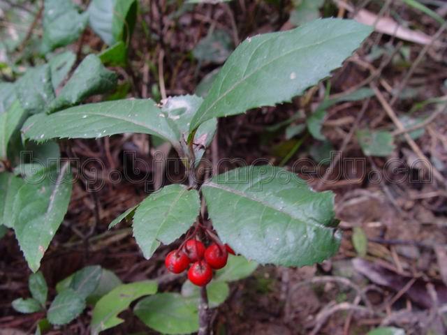  紫金牛/平地木/叶下红/千年不大/地茶/紫金牛/Herba Ardisiae/Ardisia japonica (Hornsted) Blume/矮地茶 