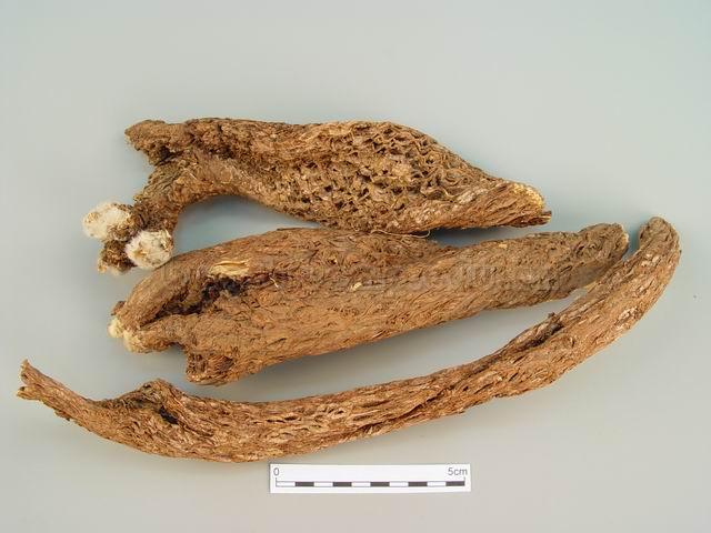 祁洲漏芦/野兰/鬼油麻/Radix Rhapontici/Rhaponticum uniflorum (L.) DC./漏芦片 