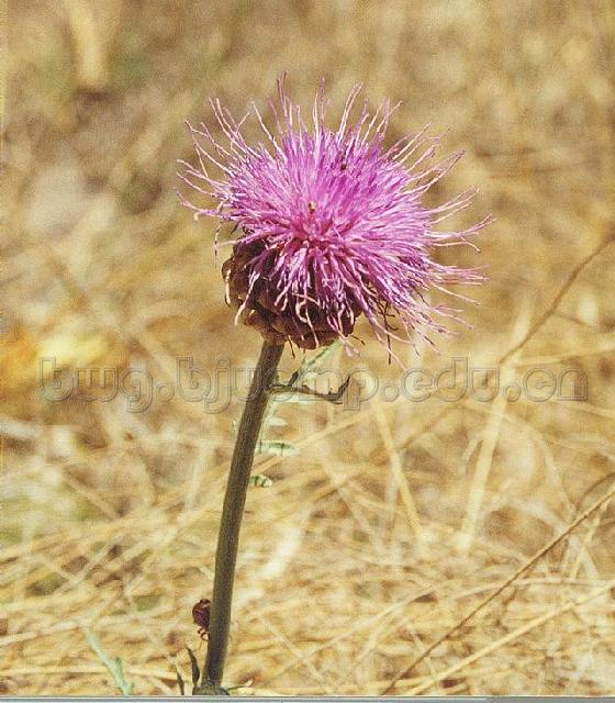  祁洲漏芦/野兰/鬼油麻/Radix Rhapontici/Rhaponticum uniflorum (L.) DC./漏芦片 