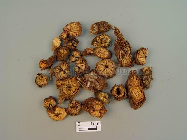  祁洲漏芦/野兰/鬼油麻/Radix Rhapontici/Rhaponticum uniflorum (L.) DC./漏芦片 