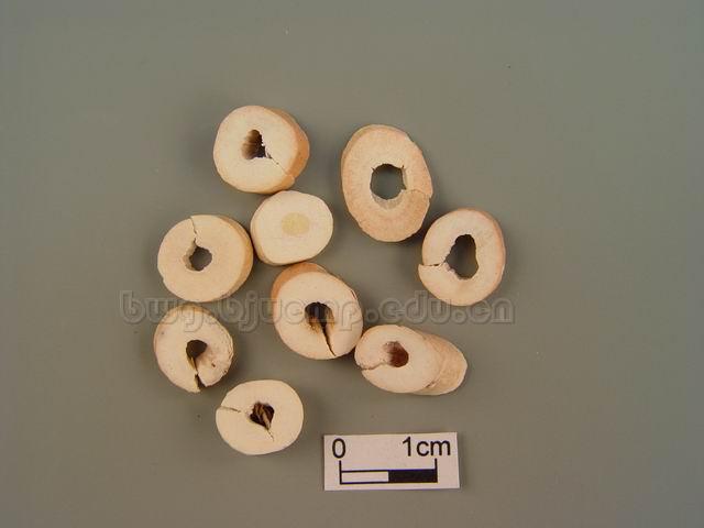 牡丹/牡丹根皮/丹皮/丹根/Cortex Moutan/Paeonia suffruticosa Andr./丹皮片/丹皮炭