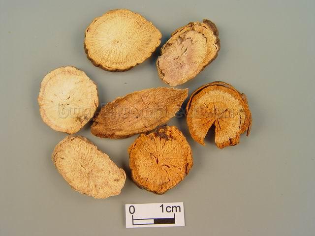  芍药/川赤芍/木芍药/红芍药/赤芍药/臭牡丹根/Radix Paeoniae Rubra/Paeonia lactiflora Pall./Paeonia veitchii Lynch/赤芍片(横)/赤芍片(纵) 