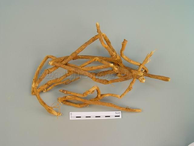 蝙蝠葛/山豆根/豆根/Rhizoma Menispermi/Menispermum dauricum DC./北豆根片