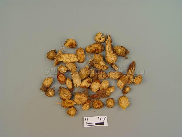 蝙蝠葛/山豆根/豆根/Rhizoma Menispermi/Menispermum dauricum DC./北豆根片