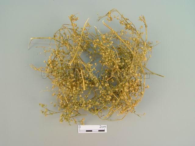  黄花蒿/蒿/草蒿/黑蒿/野兰蒿/Herba Artemisiae Annuae/Artemisia annua L./青蒿咀 