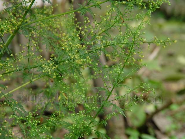  黄花蒿/蒿/草蒿/黑蒿/野兰蒿/Herba Artemisiae Annuae/Artemisia annua L./青蒿咀 
