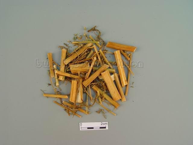  黄花蒿/蒿/草蒿/黑蒿/野兰蒿/Herba Artemisiae Annuae/Artemisia annua L./青蒿咀 