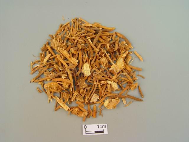  白薇/芒草/白微/龙胆白薇/Radix et Rhizoma Cynanchi Atrati/Cynanchum atratum Bge./Cynanchum versicolor Bge./白薇咀 