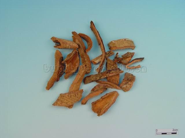 金钱松/土槿皮/荆树皮/Cortex Pseudolaricis/Pseudolarix kaempferi Gord./土荆皮