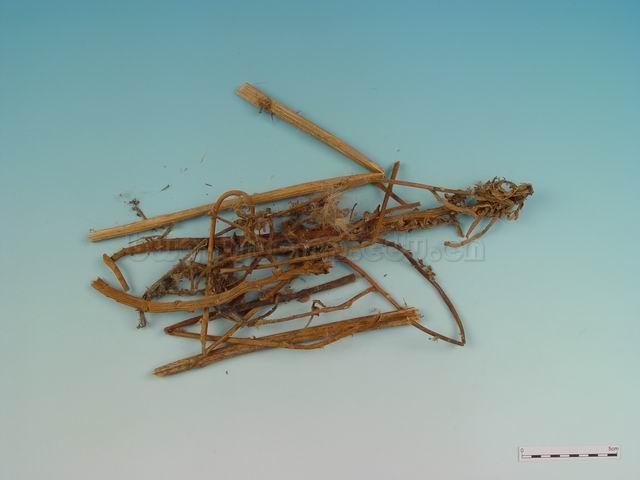 大戟/下马仙/大戟/Radix Euphorbiae Pekinensis/Euphorbia pekinensis Rupr./炙京大戟咀