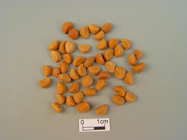  裂叶牵牛/圆叶牵牛/二丑/黑丑/白丑/Semen Pharbitidis/Pharbitis nil (L.) Choisy/Pharbitis purpurea (L.) Voigt/黑丑/炒黑丑/白丑/炒白丑 