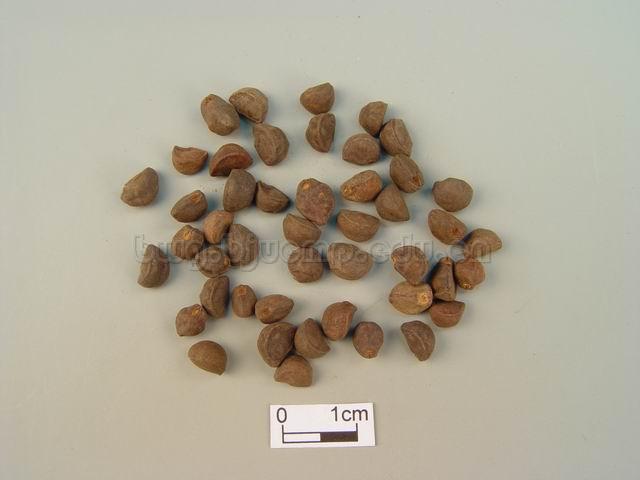  裂叶牵牛/圆叶牵牛/二丑/黑丑/白丑/Semen Pharbitidis/Pharbitis nil (L.) Choisy/Pharbitis purpurea (L.) Voigt/黑丑/炒黑丑/白丑/炒白丑 