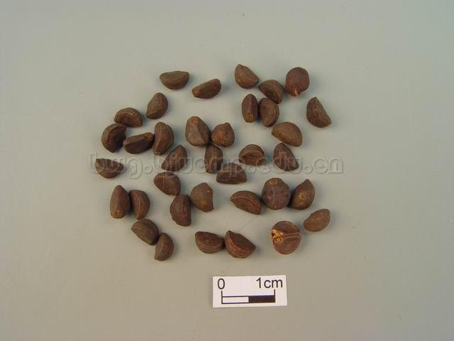  裂叶牵牛/圆叶牵牛/二丑/黑丑/白丑/Semen Pharbitidis/Pharbitis nil (L.) Choisy/Pharbitis purpurea (L.) Voigt/黑丑/炒黑丑/白丑/炒白丑 