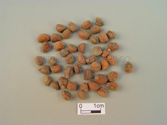  裂叶牵牛/圆叶牵牛/二丑/黑丑/白丑/Semen Pharbitidis/Pharbitis nil (L.) Choisy/Pharbitis purpurea (L.) Voigt/黑丑/炒黑丑/白丑/炒白丑 
