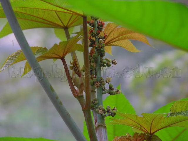 蓖麻/蓖麻仁/大麻子/红大麻子/Semen Ricini/Ricinus communis L./蓖麻子