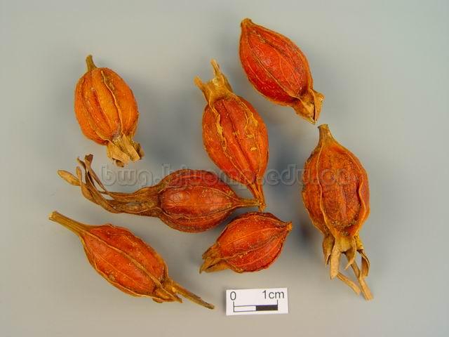 梔子/山栀子/枝子/黄栀子/木丹/Fructus Gardeniae/Gardenia jasminoides Ellis/栀子/大栀子/栀子仁/焦栀子仁