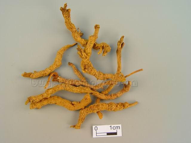 黄连/三角叶黄连/云连/王连/支连/Rhizoma Coptidis/Coptis chinensis Franch./Coptis deltoidea C.Y.Cheng et Hsiao/Coptis teeta Wall./黄连片/酒黄连片/黄连炭