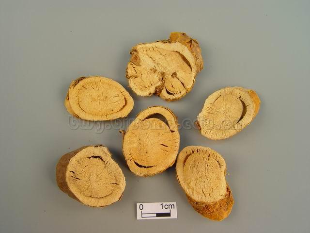 苦参/苦骨/川参/凤凰爪/牛参/Radix Sophorae Fiavescentis/Radix Sophora f1avescentis/苦参片